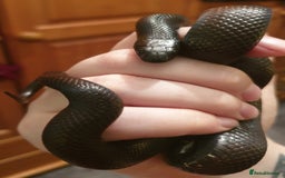 King Snake reptiles for sale: Male Mexican Black Kingsnake - Image 2