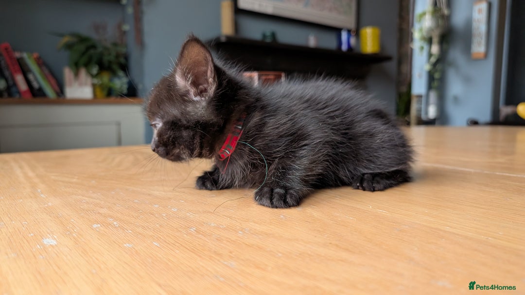Mixed Breed cats for sale: !!! £30 !!!   3 black kittens (2 tabby are sold) in Stockport - Image 4