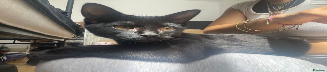 Bombay Kitten 1