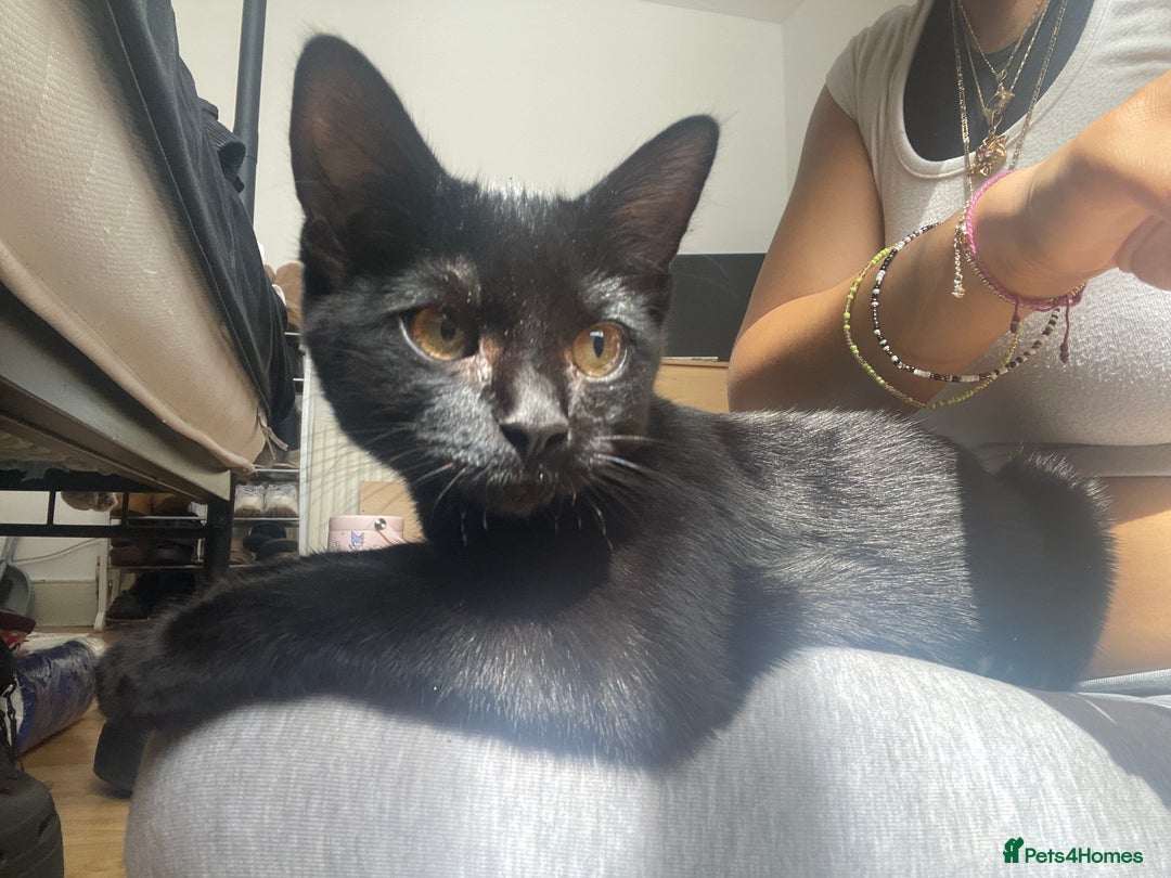 Bombay cats for sale: Baby boy kitten  - Image 1