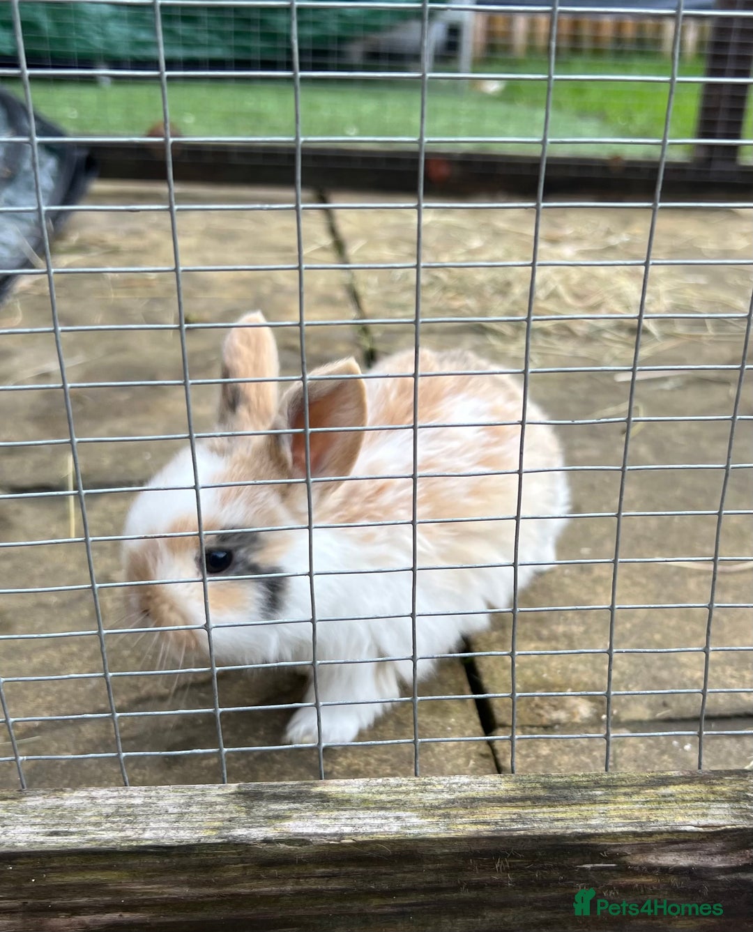 Mini Lop rabbits for sale: Stunning Mini Lops - Advert 4
