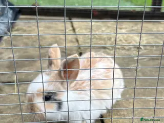 Mini Lop rabbits Stunning Mini Lops - Advert 12