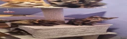 Mixed Breed cats for sale: 2 beautiful kittens left ready to go now - Advert 8