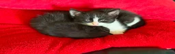 Mixed Breed cats for sale: 7 adorable kittens ready for a new home - Advert 18