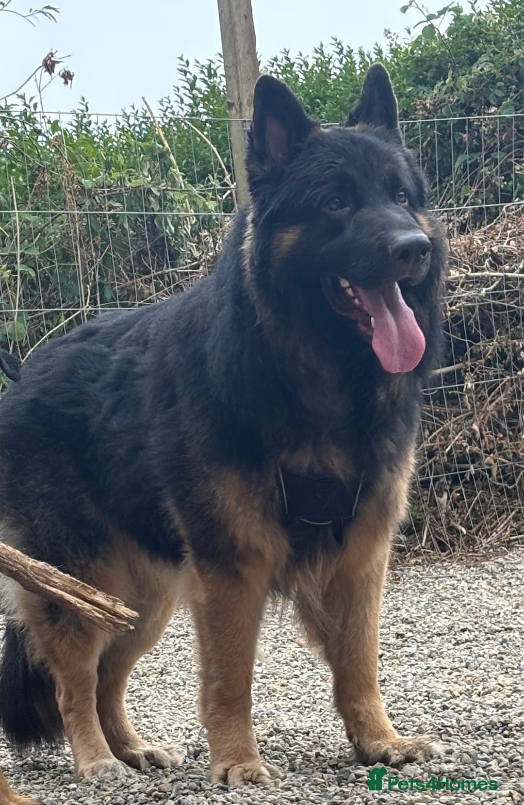 Mixed Breed dogs for sale: Shepweiler puppies READY TO RESERVE! - Image 15