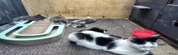 Mixed Breed cats for sale: Kitten for rehoming  in Mansfield - Advert 1