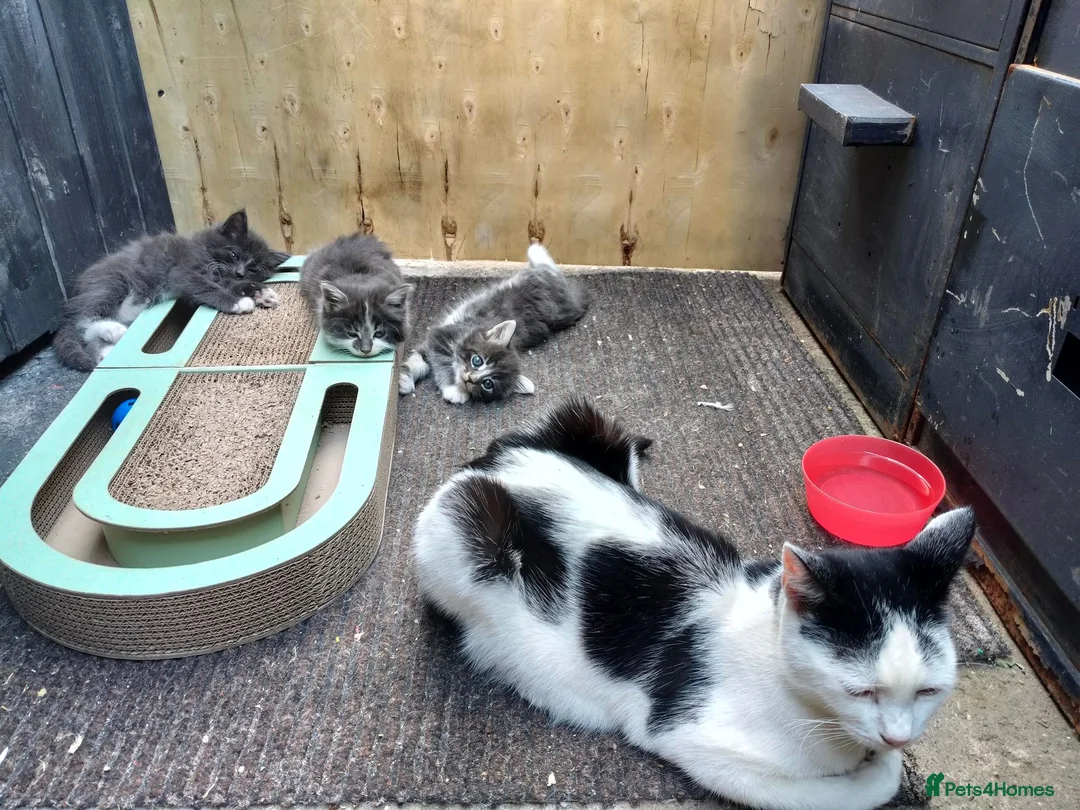 Mixed Breed cats for sale: Kitten for rehoming  in Mansfield - Advert 1