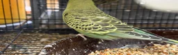 Budgerigars birds for sale: Budgies split bf - Advert 3