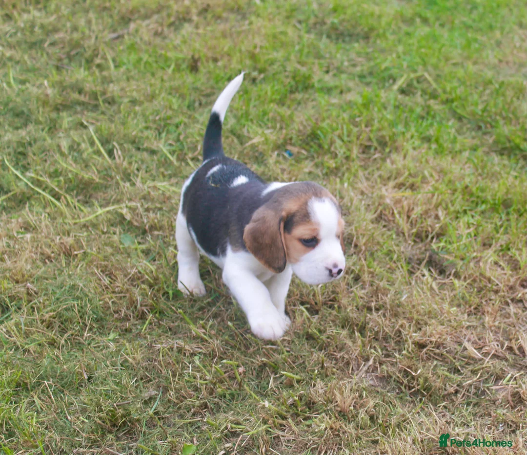 Beagle dogs for sale: BEAUTIFUL ROYAL KENNEL CLUB REG BEAGLE PUPPIES - Advert 13