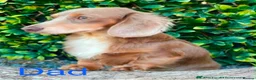 Miniature Dachshund dogs for sale: Dachshund - Advert 6