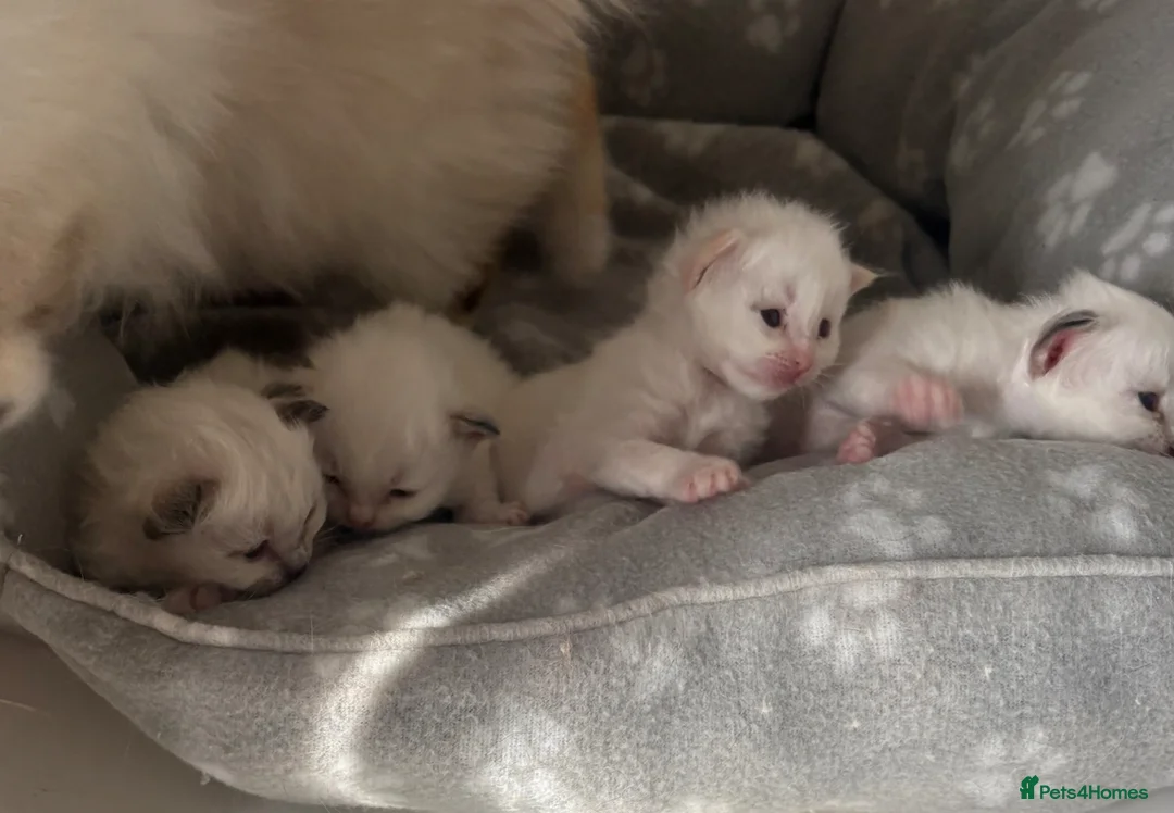Birman cats for sale: Adorable GCCF registered Birman kittens - Advert 11