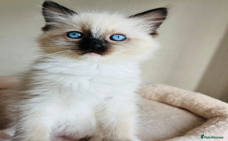 Ragdoll cats - Advert 9