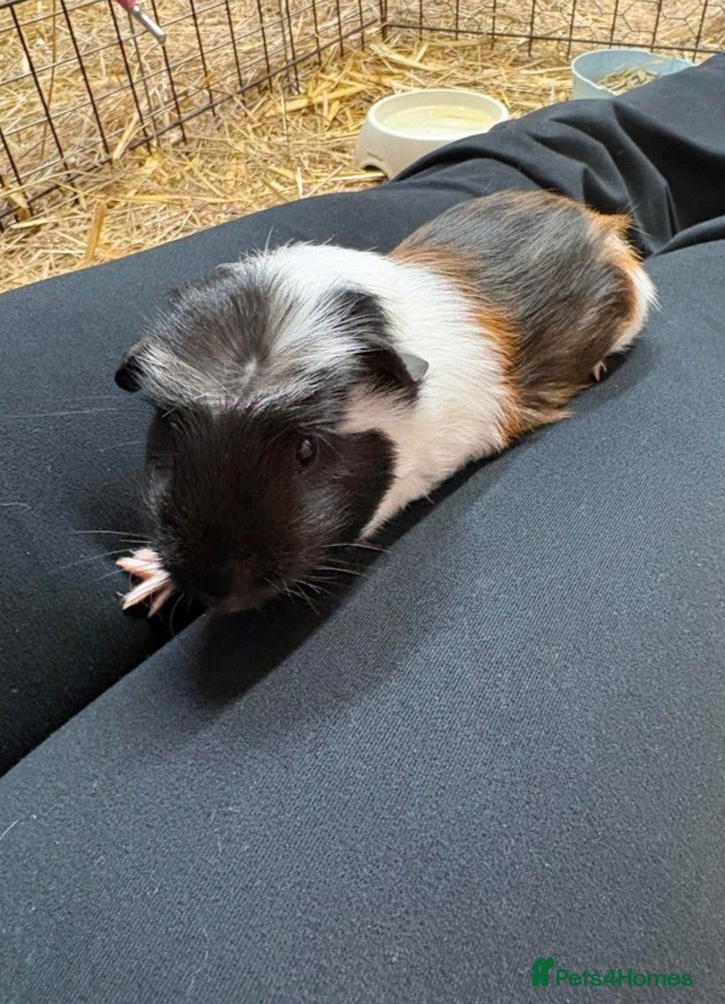 Guinea Pig rodents Baby Boy Guinea Pigs  - Advert 1