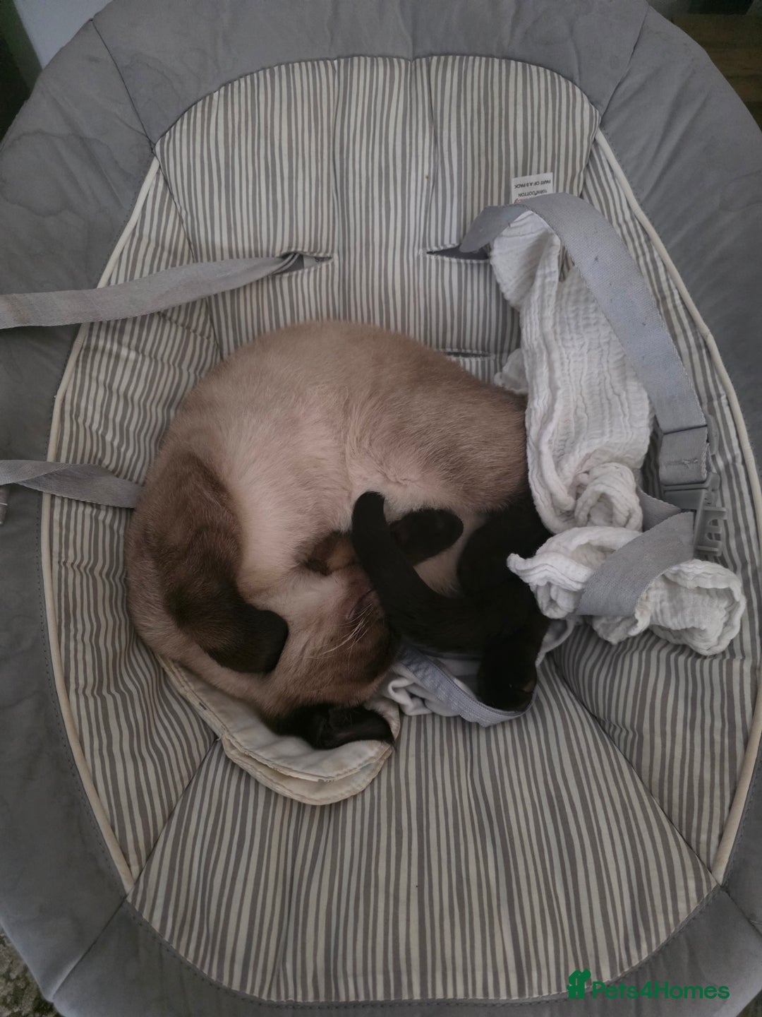 Mixed Breed cats for sale: Gorgeous spynx/ragdoll kitten for sale - Advert 3