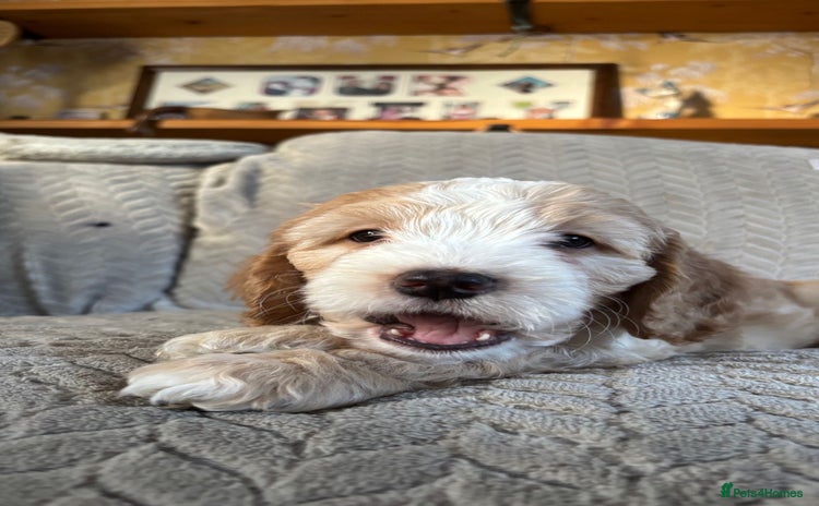 Cockapoo dogs Adorable Cockapoo puppies  - Advert 12