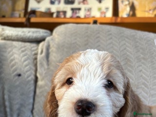 Cockapoo dogs Adorable Cockapoo puppies - Advert 13