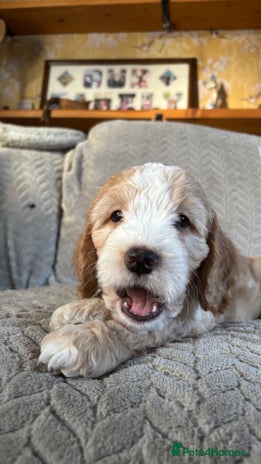 Cockapoo dogs Adorable Cockapoo puppies - Advert 12