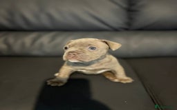 Mixed Breed dogs for sale: French Buldog in Liverpool - Image 26