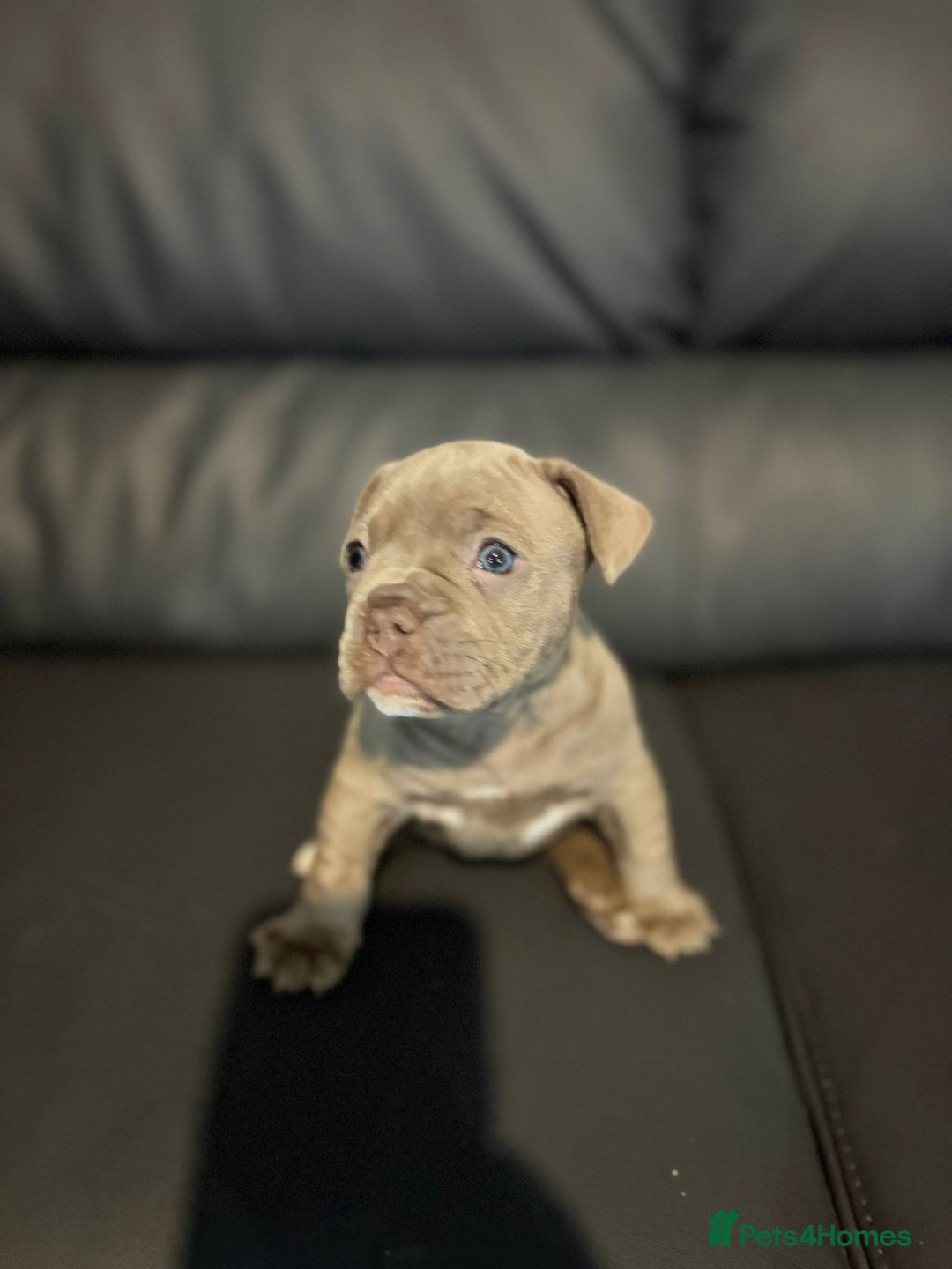Mixed Breed dogs for sale: French Buldog in Liverpool - Image 26