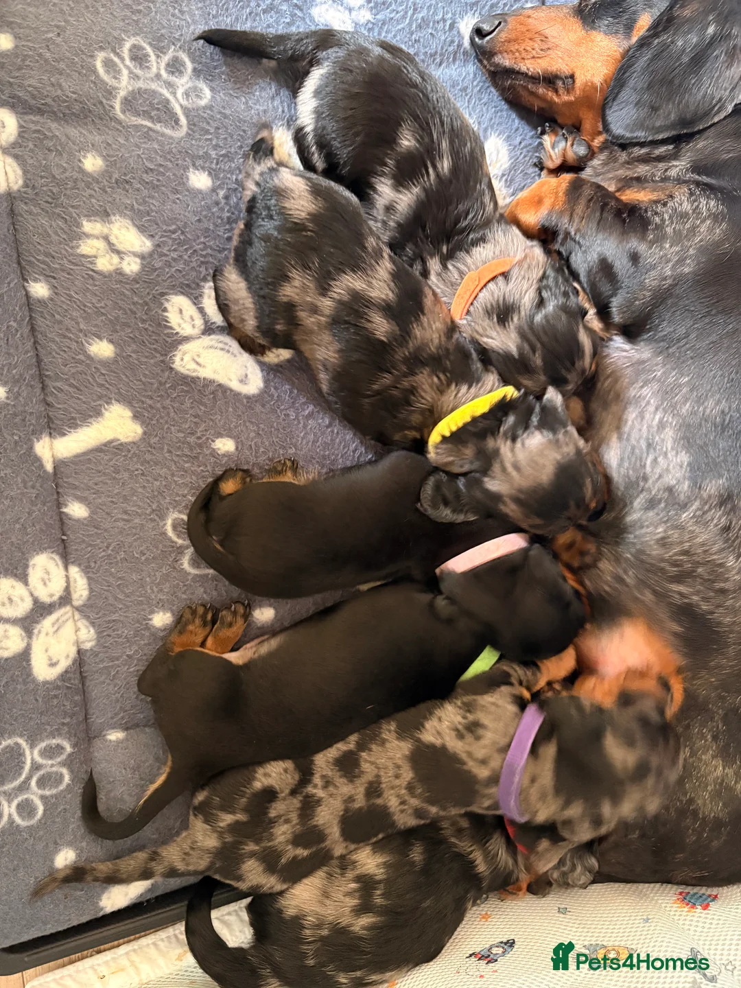 Miniature Dachshund dogs for sale: Miniature dachshund - Advert 2
