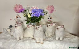 Ragdoll cats for sale: ⭐️TICA REG⭐️Pedigree Ragdoll Kittens DNA CLEAR ✅  - Image 3