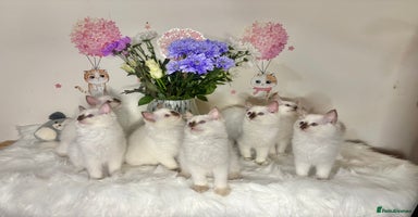Ragdoll cats - Advert 12