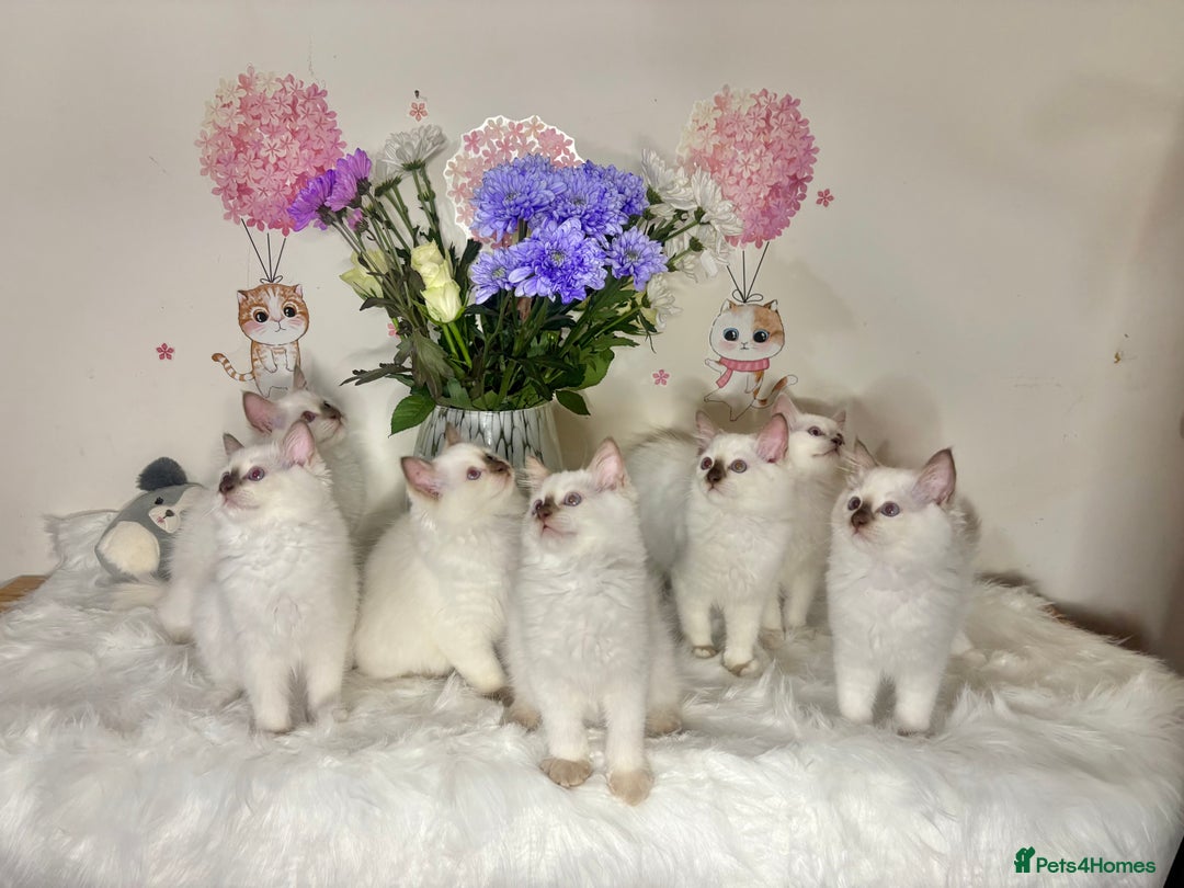 Ragdoll cats for sale: ⭐️TICA REG⭐️Pedigree Ragdoll Kittens DNA CLEAR ✅  - Image 3