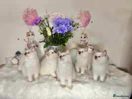 Ragdoll cats - Advert 16