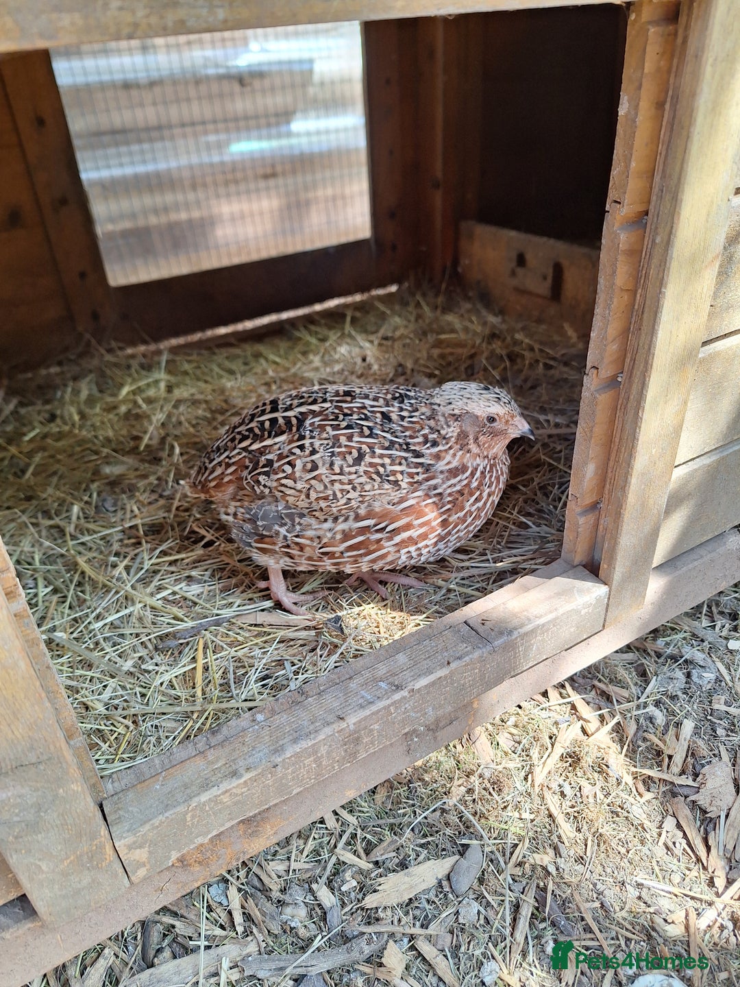 Quail poultry for sale: Sparkly Italian Quails - Image 2