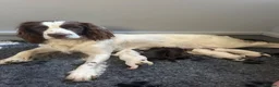 Sprocker dogs for sale: F1 Sprocker Puppies - Working or Active Pet Homes - Advert 9