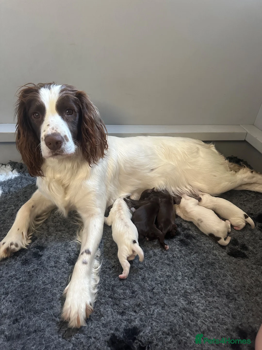 Sprocker dogs for sale: F1 Sprocker Puppies - Working or Active Pet Homes - Advert 9