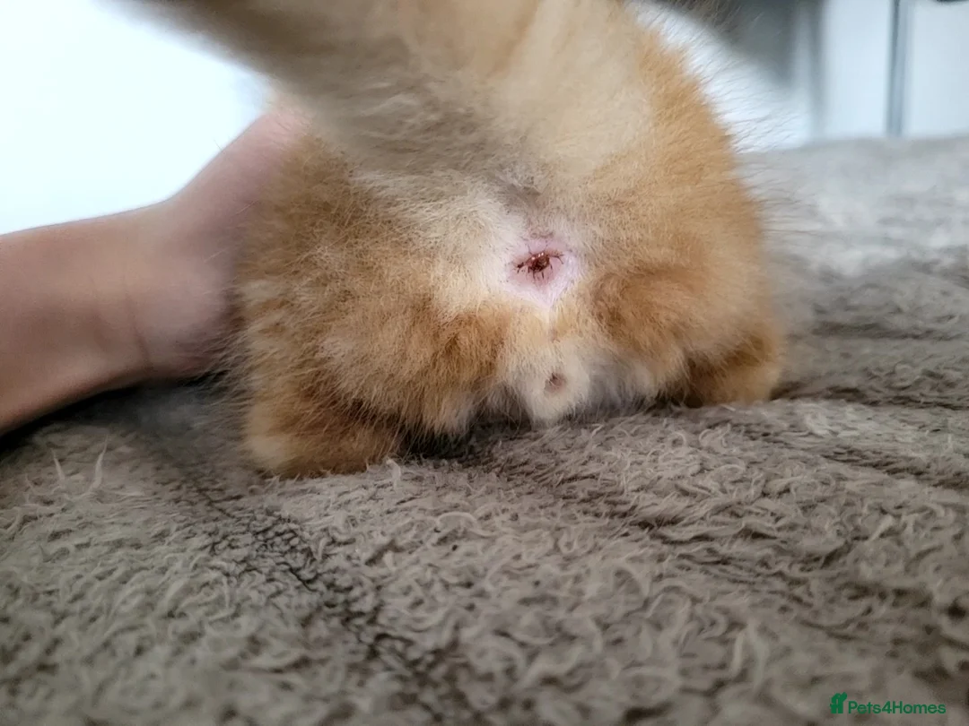 Mixed Breed cats for sale: Five beautiful kittens ready for their new home! - Advert 21