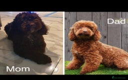 Cockapoo dogs for sale: Cockapoo Puppies - Image 8