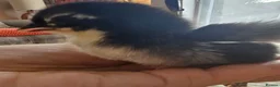 Chickens poultry for sale: Pekin Bantam Chicks - Advert 9