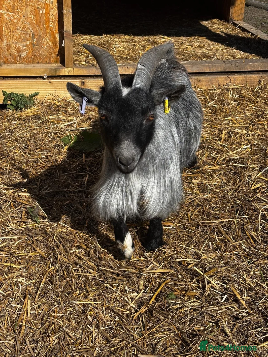 Goats livestock for sale: Miniature Pygmy Billy looking for a new home in Doncaster - Advert 2
