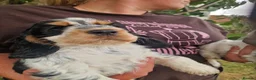 Cocker Spaniel dogs for sale: SIMPLY UNIQUE KC REG SHOW TYPE COCKER SPANIEL - Advert 6