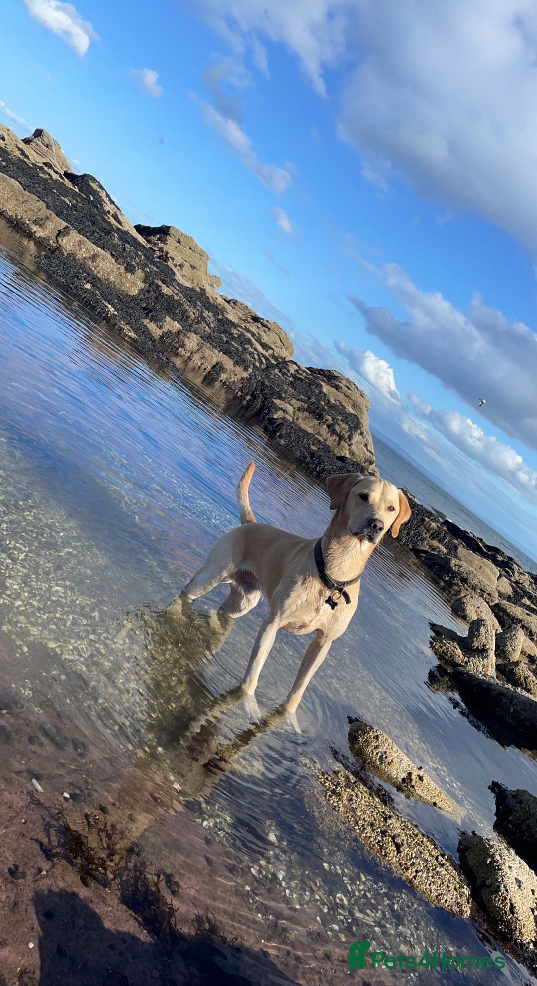 Labrador Retriever dogs for stud: 🌟Stunning Stud Dog Marley – Excellent Nature🌟 - Image 6