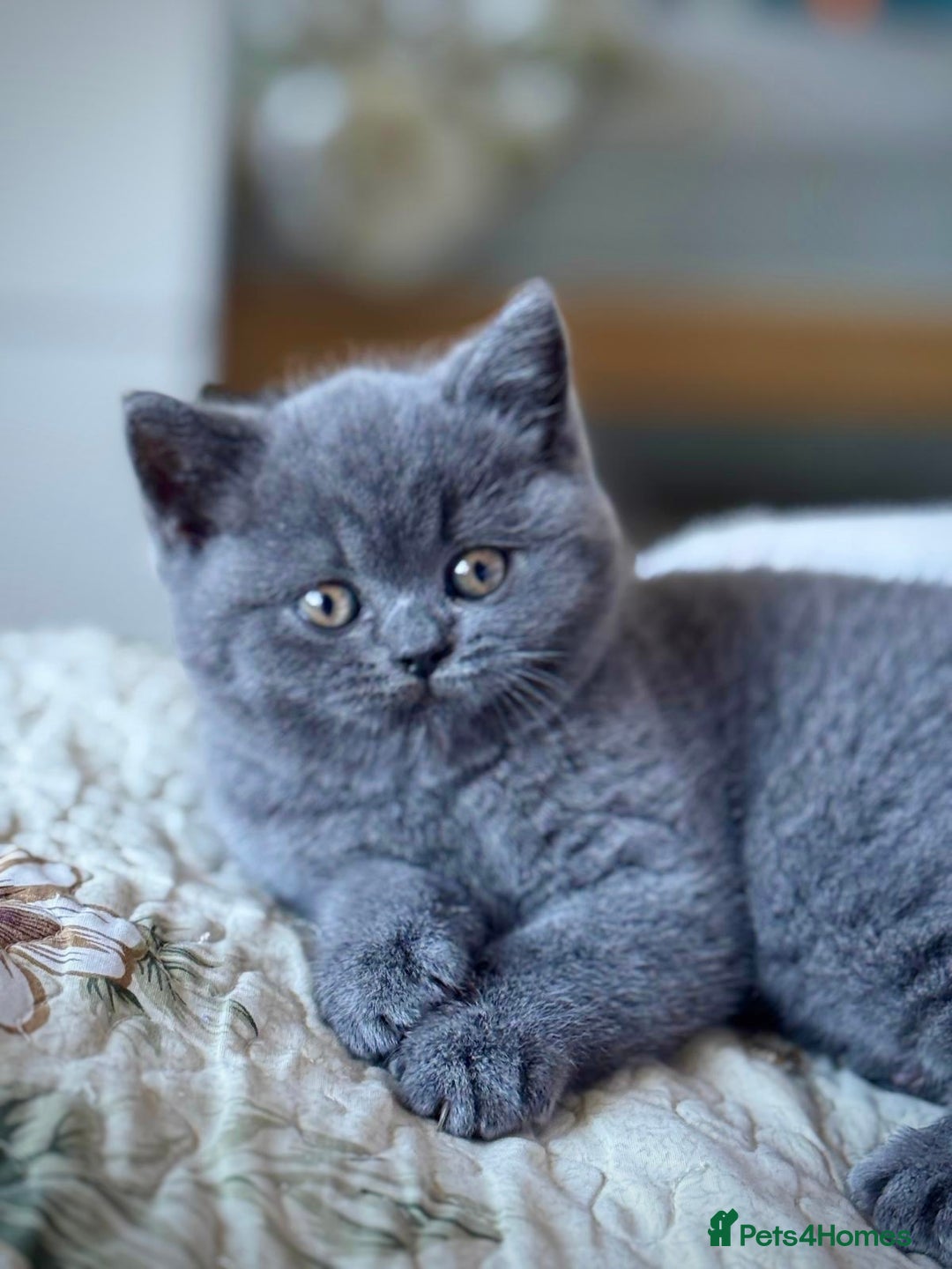 British Shorthair cats for sale: British Shorthair Kitten - Advert 9