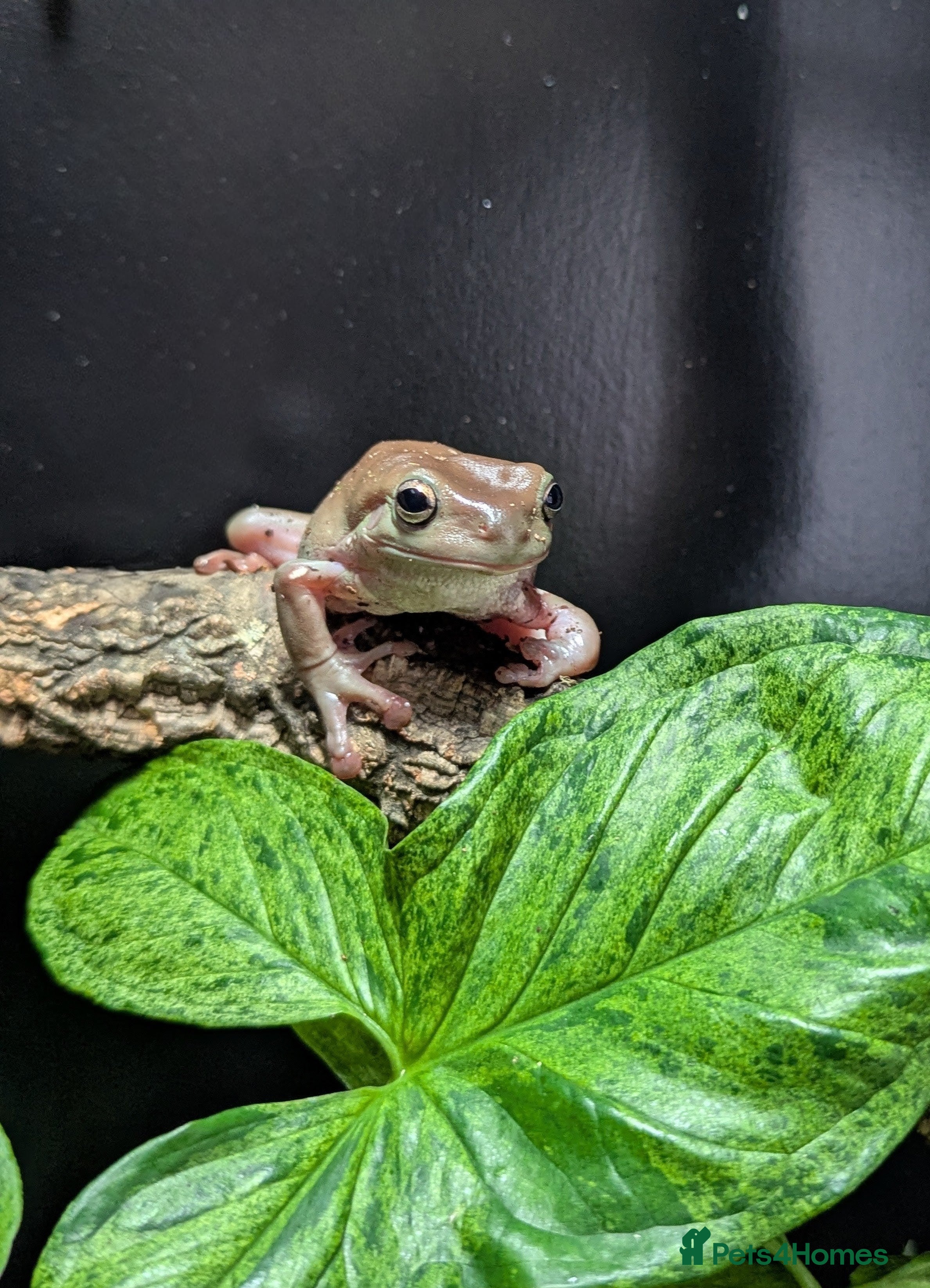 Frog reptiles Tree Frogs - Advert 3