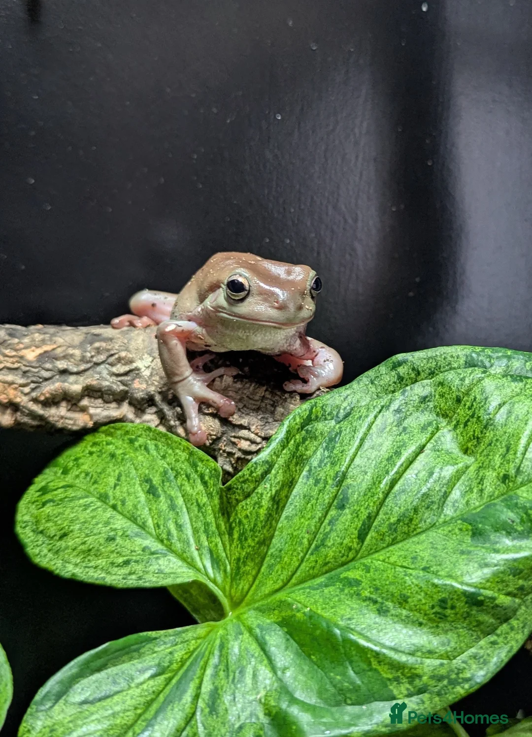 Frog reptiles for sale: Tree Frogs - Advert 1