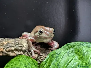 Frog reptiles Tree Frogs - Advert 3