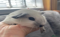 Guinea Pig rodents for sale: Two Female baby Californian point guineas - Image 5
