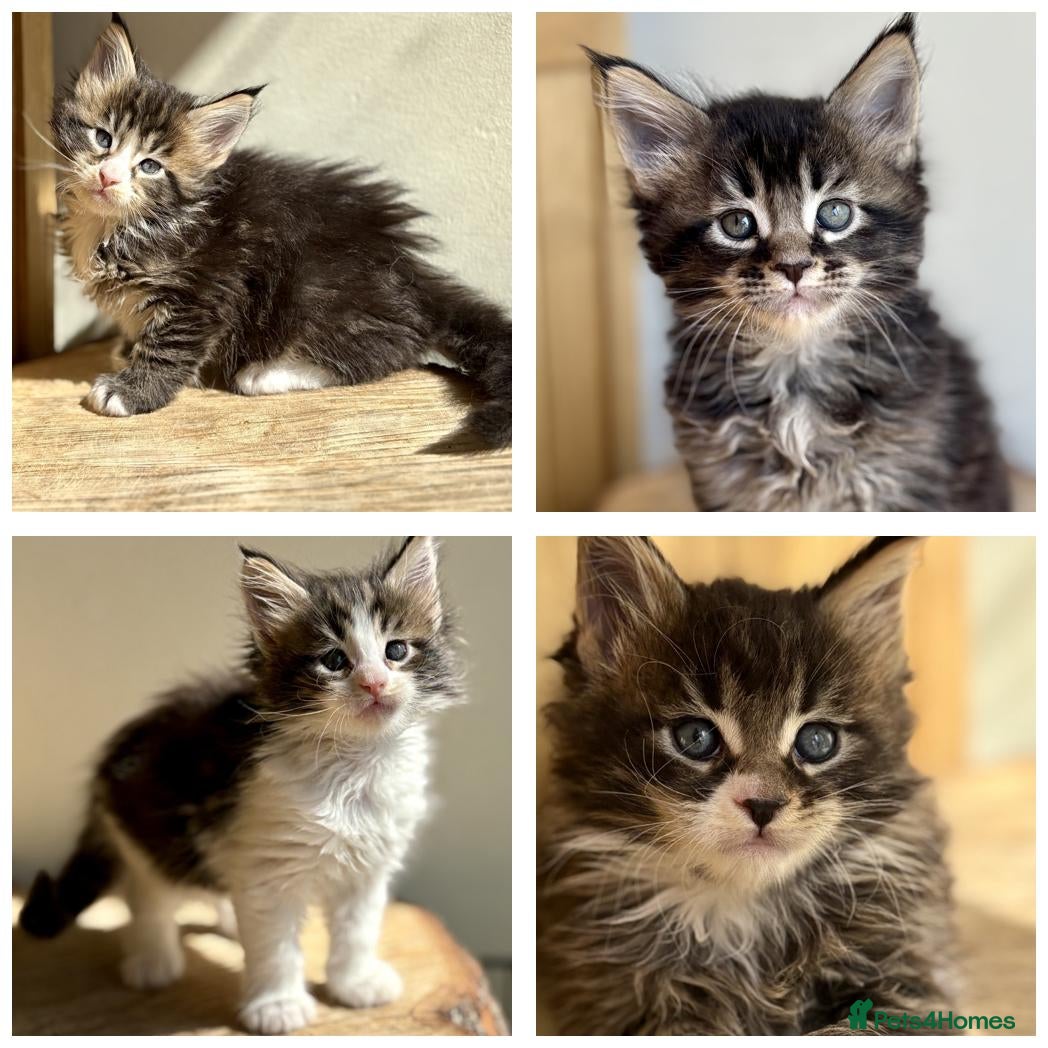 Maine Coon cats Beautiful Maine Coon kittens - Advert 2