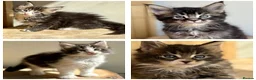Maine Coon cats for sale: Beautiful Maine Coon kittens - Advert 27