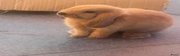 Mini Lop rabbits for sale: 2 beautiful pure bred mini lops  in Stourport-on-Severn - Advert 22