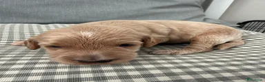 Cockapoo 2