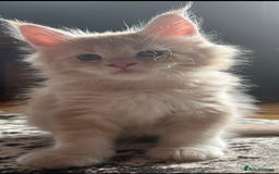 Maine Coon cats for sale: Tica registered Maine Coons from champion lines  - Image 19