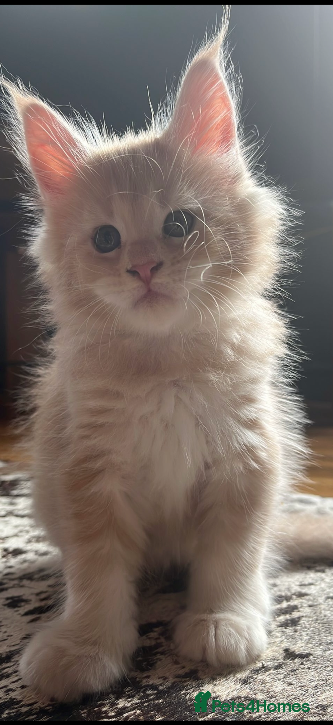 Maine Coon cats for sale: Tica registered Maine Coons from champion lines  - Image 19