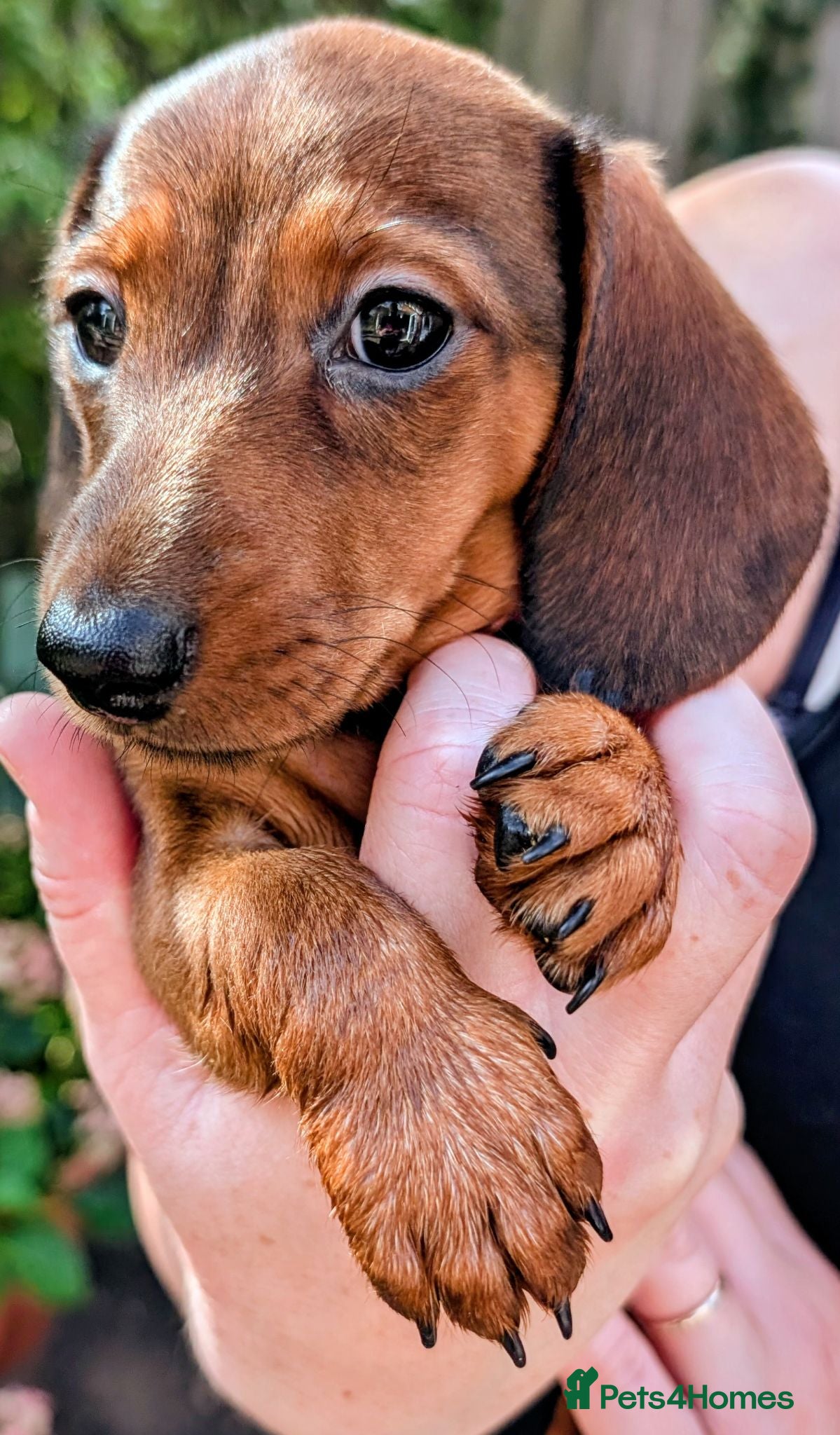 Miniature Dachshund dogs Miniature shadow Red Dachshund  - Advert 2