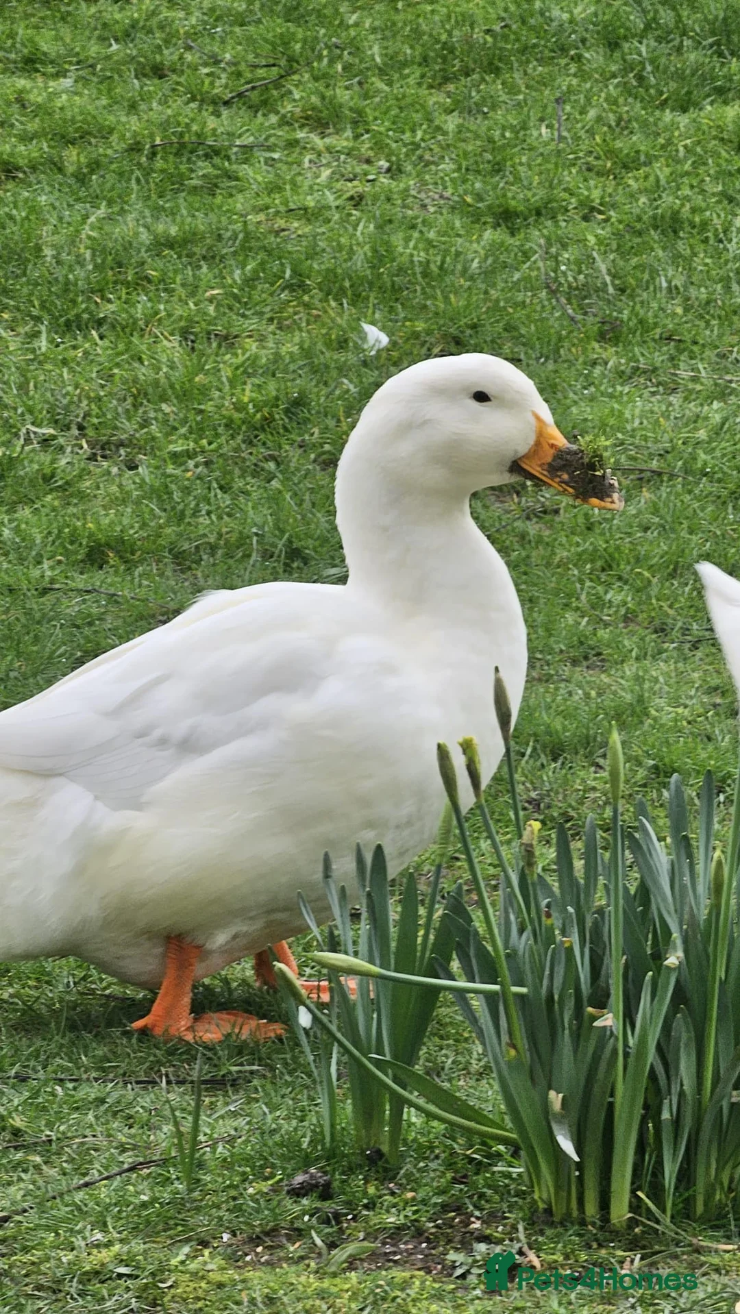 Ducks poultry for sale: Aylesbury Duck Hatching Eggs x6 - Advert 1